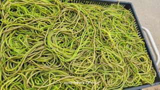 이동훈님의 고구마 · 영농일지 작성글 사진