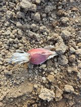 팜모닝 기타작물·영농일지 게시글 이미지