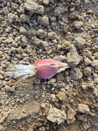 전재무님의 기타작물 · 영농일지 작성글 사진