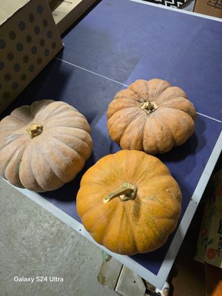 소병찬님의 호박 · 영농일지 작성글 사진