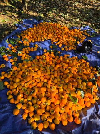 노인환님의 기타작물 · 영농일지 작성글 사진