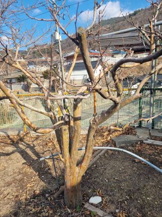 김용대님의 복숭아 · 영농일지 작성글 사진