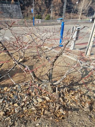 김용대님의 복숭아 · 영농일지 작성글 사진