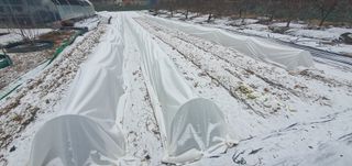 박상중님의 기타작물 · 영농일지 작성글 사진