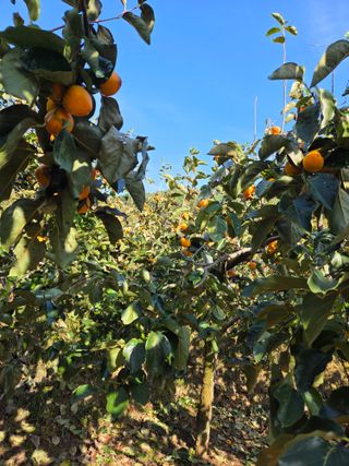 노인환님의 기타작물 · 영농일지 작성글 사진