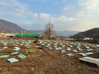 백용구님의 두릅 · 영농일지 작성글 사진