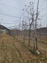 팜모닝 사과·영농일지 게시글 이미지