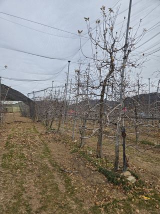 홍1237님의 사과 · 영농일지 작성글 사진