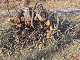 최진일님의 감 · 영농일지 작성글 사진