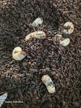 소병찬님의 작성글 사진