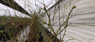 류근택님의 블루베리 · 영농일지 작성글 사진