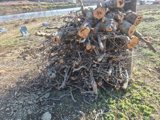 최진일님의 감 · 영농일지 작성글 사진