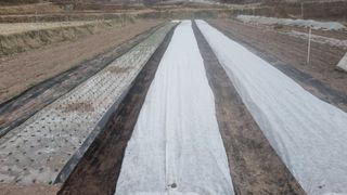 김동명님의 마늘 · 영농일지 작성글 사진