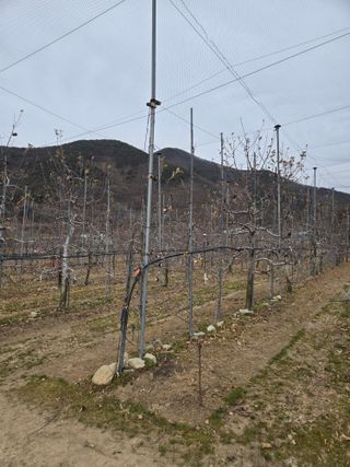 홍1237님의 사과 · 영농일지 작성글 사진
