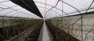 류근택님의 블루베리 · 영농일지 작성글 사진