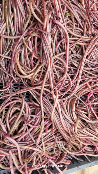 이동훈님의 고구마 · 영농일지 작성글 사진