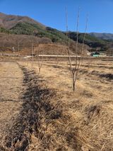 팜모닝 기타작물·영농일지 게시글 이미지