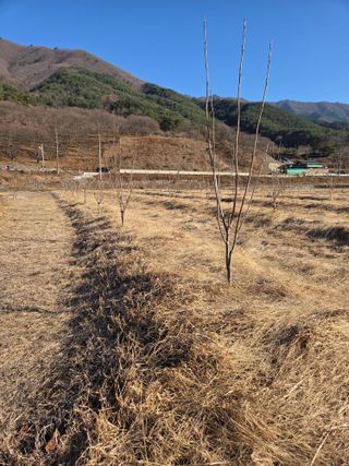 노인환님의 기타작물 · 영농일지 작성글 사진