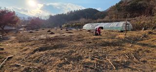 김금옥님의 기타작물 · 영농일지 작성글 사진