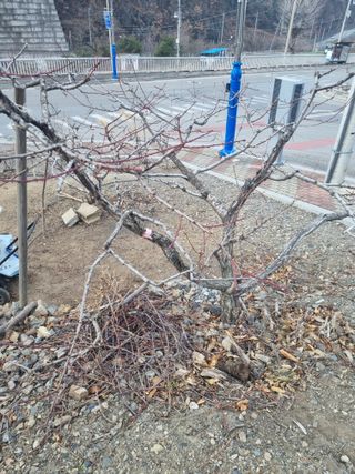 김용대님의 복숭아 · 영농일지 작성글 사진