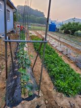 팜모닝 기타작물·영농일지 게시글 이미지