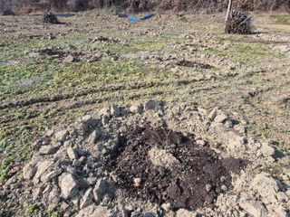 최진일님의 감 · 영농일지 작성글 사진