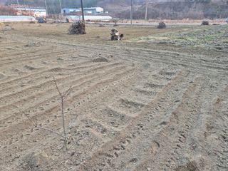 최진일님의 감 · 영농일지 작성글 사진