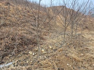 엉뚱님의 기타작물 · 영농일지 작성글 사진