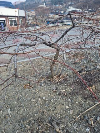 김용대님의 배 · 영농일지 작성글 사진