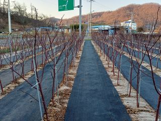 최정윤님의 딸기 · 영농일지 작성글 사진