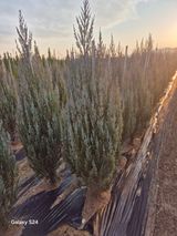 팜모닝 기타작물·영농일지 게시글 이미지