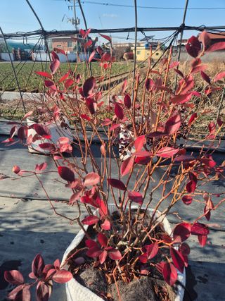 박영희님의 블루베리 · 영농일지 작성글 사진