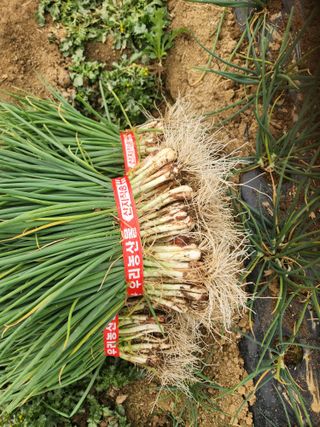 김저팔계님의 파 · 영농일지 작성글 사진