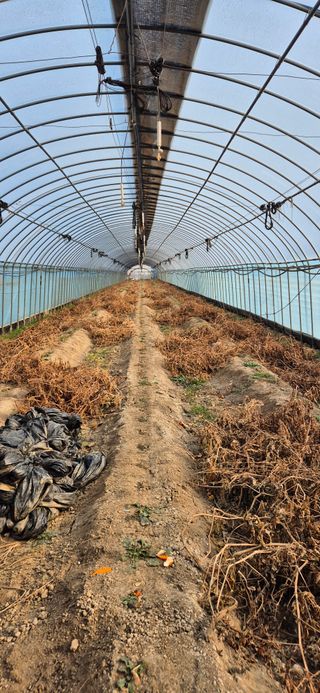 미노님의 토마토 · 영농일지 작성글 사진