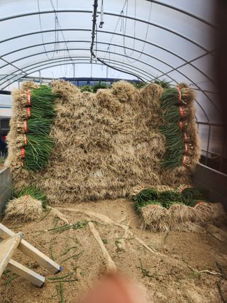 김저팔계님의 파 · 영농일지 작성글 사진