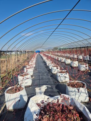 박영희님의 블루베리 · 영농일지 작성글 사진