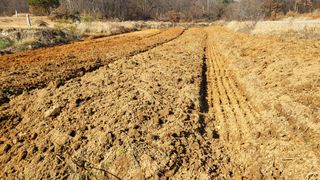 양석원님의 두릅 · 영농일지 작성글 사진