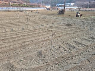 최진일님의 감 · 영농일지 작성글 사진