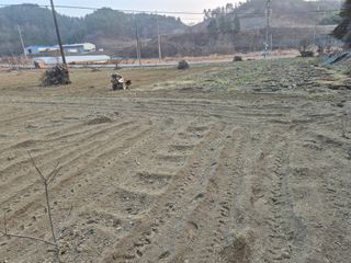 최진일님의 감 · 영농일지 작성글 사진