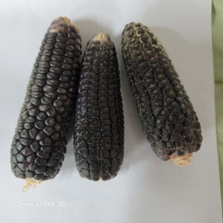 정찬영님의 기타작물 · 영농일지 작성글 사진