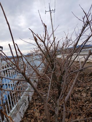 최남옥님의 기타작물 · 영농일지 작성글 사진