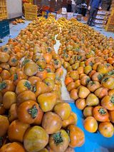 팜모닝 기타작물·영농일지 게시글 이미지