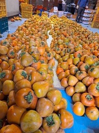 김금옥님의 기타작물 · 영농일지 작성글 사진