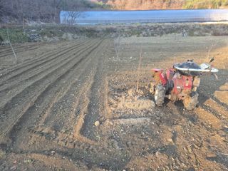 최진일님의 감 · 영농일지 작성글 사진