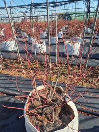 박영희님의 블루베리 · 영농일지 작성글 사진