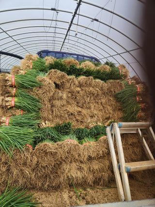 김저팔계님의 파 · 영농일지 작성글 사진