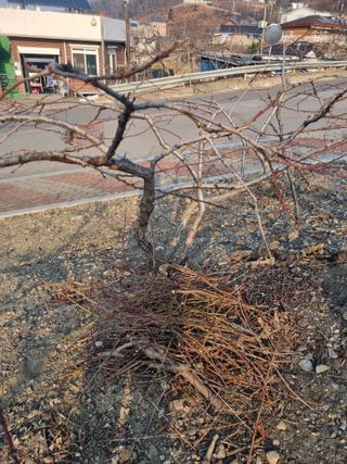 김용대님의 배 · 영농일지 작성글 사진