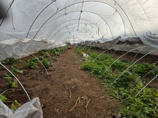 김윤회님의 기타작물 · 영농일지 작성글 사진