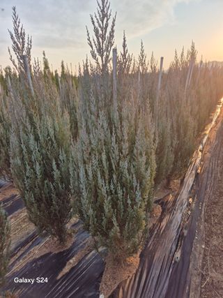 영천경마장조경수농원님의 기타작물 · 영농일지 작성글 사진