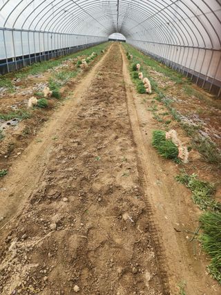 김저팔계님의 파 · 영농일지 작성글 사진